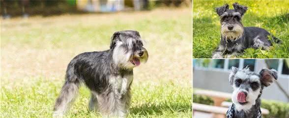 怎么挑选一只品相好的雪纳瑞犬？关键有几点