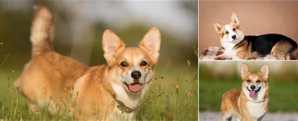 了解狗狗-柯基犬