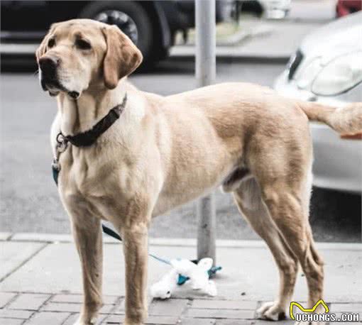 拉布拉多犬的缺陷总结，了解它的缺陷后，你还愿意饲养它吗