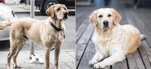 拉布拉多犬的缺陷总结，了解它的缺陷后，你还愿意饲养它吗