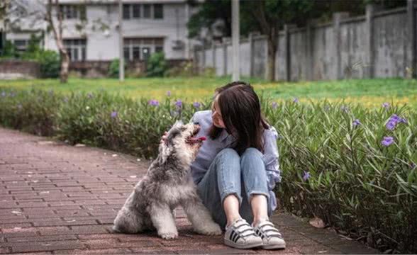 宠物养护知识：狗狗眼睛红肿的原因，可能比你想象的要简单