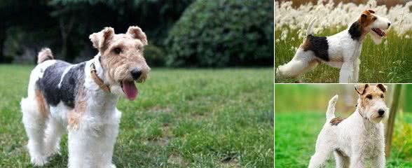 大地之犬，有地老鼠之称的猎狐梗犬