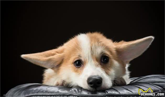 狗狗连纸巾都不放过？如此痴迷的背后，多是狗狗患上异食症
