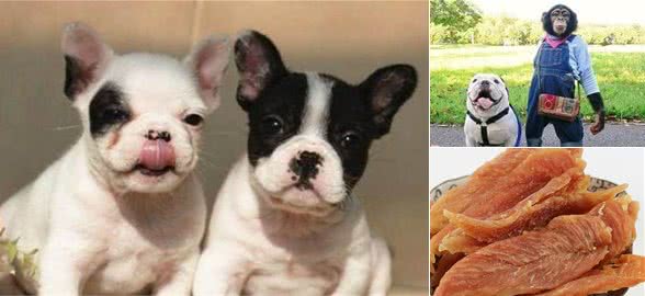 英国斗牛犬与法国斗牛犬的区别，你知道吗？