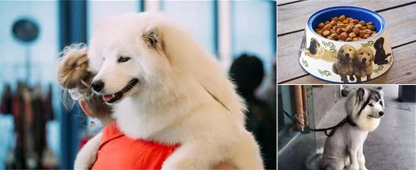 狗狗是如何找出自己的主人？经过这4点辨认