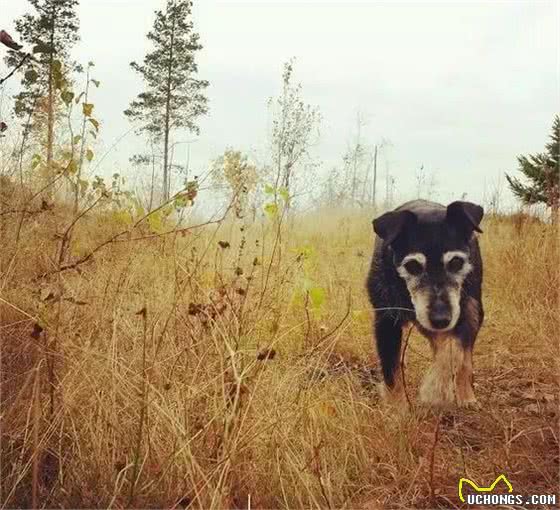 尊重狗，就让它像狗一样的生活！