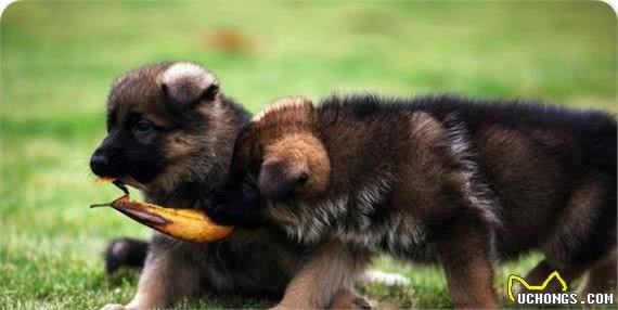 怎么挑选德国牧羊犬？