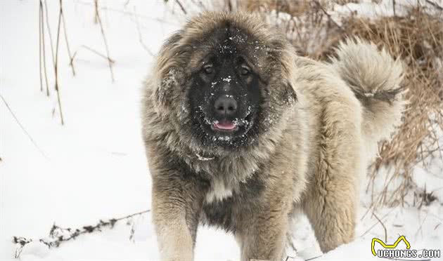 全球众多国家都禁止饲养的10类犬种，你了解多少？