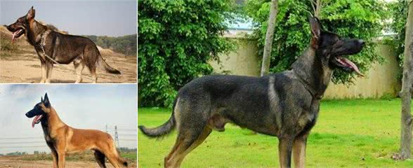 中国的本地犬，昆明犬优点很多，很受大家的喜欢