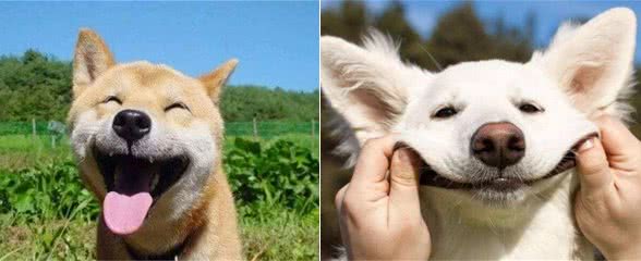 主人回到家的那一刻，狗狗干吗兴奋？原因有几个