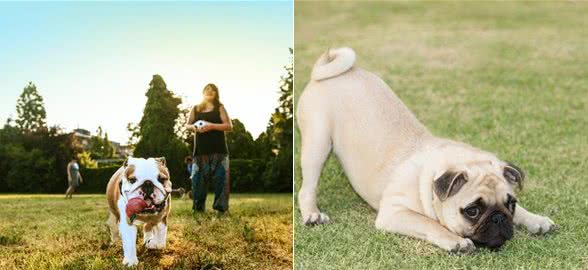 家里有老人和孩子，养什么狗狗比较合适，清点十种优秀的家庭犬种