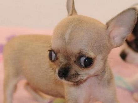吉娃娃如何养该犬适应性比较强