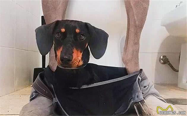腊肠犬爱意表达方式独特，主人只能无奈接受，网友：上厕所也陪？