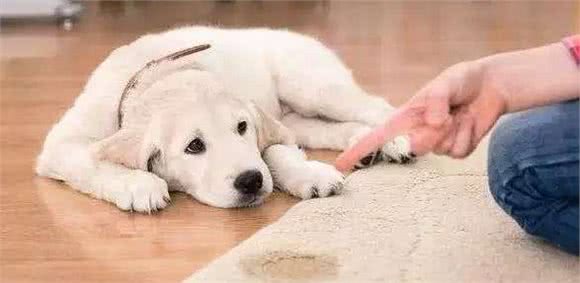 狗狗最怕什么样的“惩罚”？5个有效的法子，让你家狗子不再犯错
