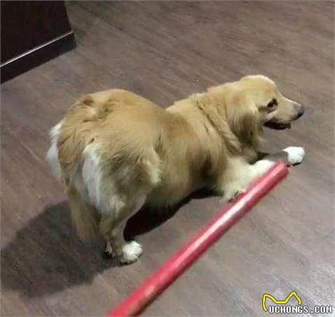 狗狗最怕什么样的“惩罚”？5个有效的法子，让你家狗子不再犯错