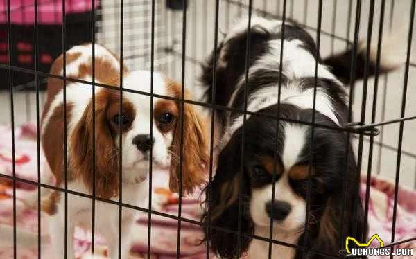 狗狗最怕什么样的“惩罚”？5个有效的法子，让你家狗子不再犯错