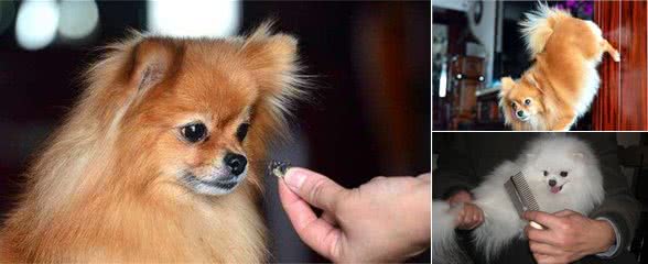 博美犬好养吗？5个小妙招，教你养好博美犬