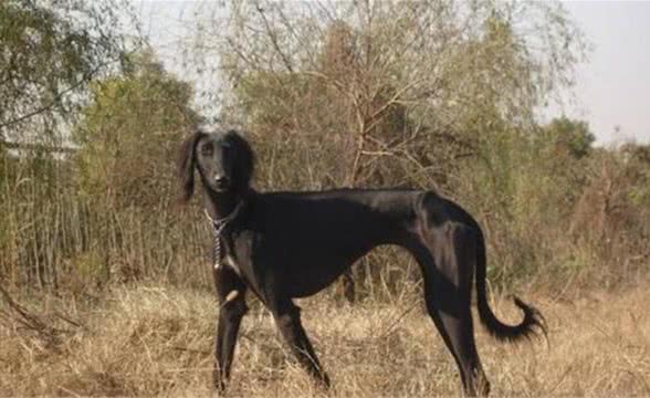 哮天犬的原型—古老的细犬，曾是康熙的心头爱，现在处境堪忧