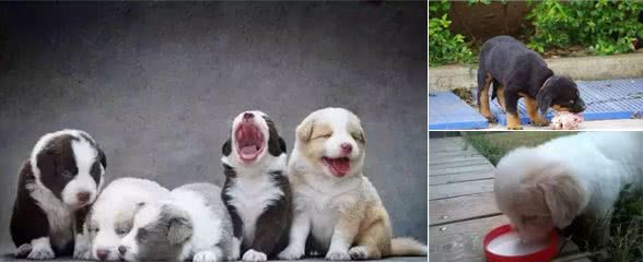新手养犬注意事项