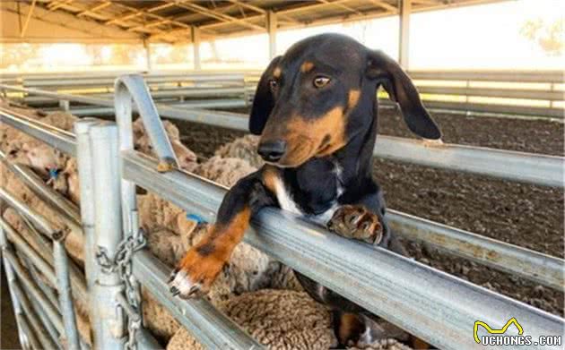 腊肠犬勇敢保护羊群，腿短却不输边牧犬，竟成功拿下偷羊小贼