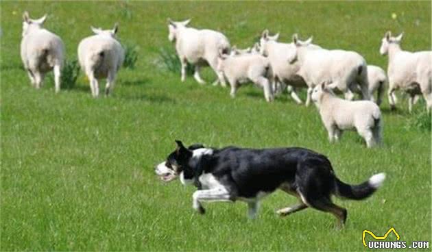 腊肠犬勇敢保护羊群，腿短却不输边牧犬，竟成功拿下偷羊小贼