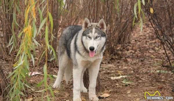 最能抗拒寒冷却保护主人不受冻的狗狗:爱斯基摩犬微笑天使