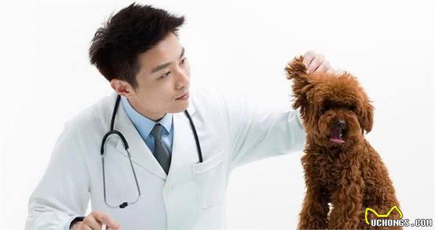 泰迪犬有泪痕怎么办？记住这6个“小偏方”，和泪痕说拜拜