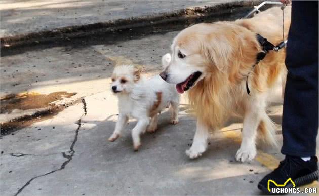 一文了解:狗狗几岁步入老年?老了的狗如何照顾才正确?