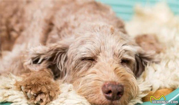 一文了解:狗狗几岁步入老年?老了的狗如何照顾才正确?