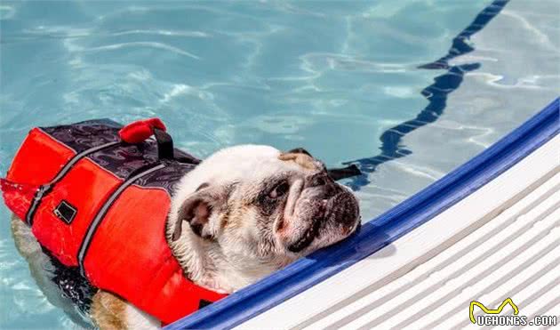 一文了解:狗狗几岁步入老年?老了的狗如何照顾才正确?