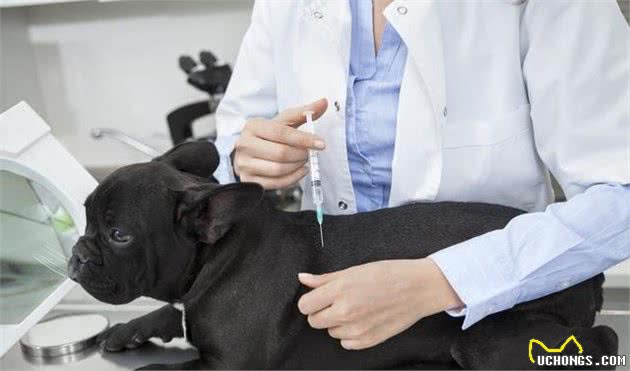 一文了解:狗狗几岁步入老年?老了的狗如何照顾才正确?