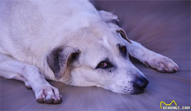 一文了解:狗狗几岁步入老年?老了的狗如何照顾才正确?