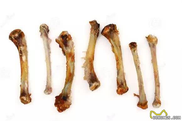 狗狗不能吃的食物,你都知道吗