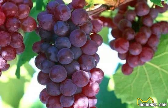 狗狗不能吃的食物,你都知道吗