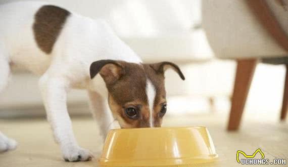 犬护食怎么办？