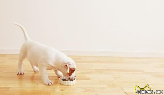 犬护食怎么办？