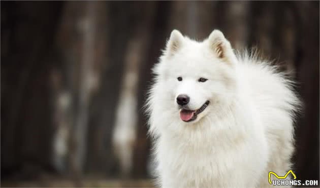 知道吗，家犬的祖先是狼