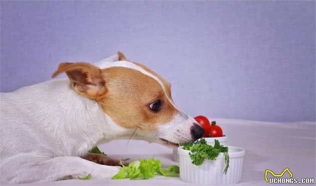 新犬到家这些食物千万别喂