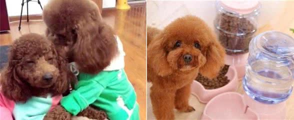 导致泰迪犬便便恶臭的5大原因，你都知道吗？