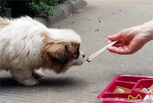 狗狗吃肉还是吃素？英国研究所表明，食物种类影响狗狗的牙齿生长