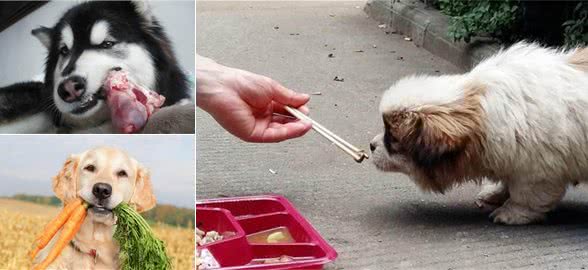 狗狗吃肉还是吃素？英国研究所表明，食物种类影响狗狗的牙齿生长