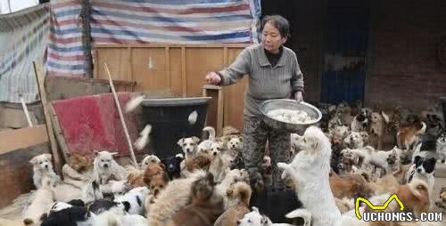该不应给狗狗做绝育？这个争议最大的话题，你能够在这里找到答案