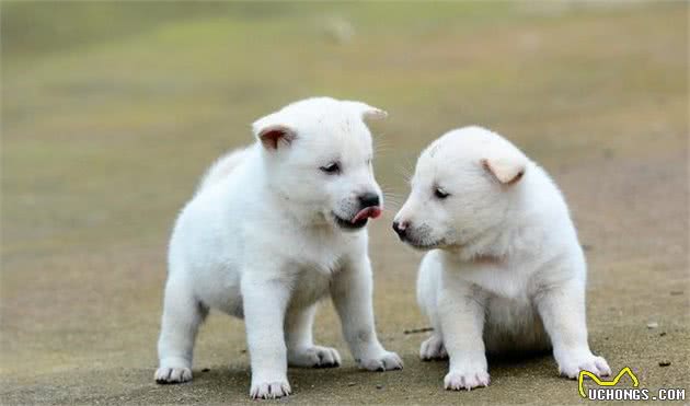 这才是中华田园犬！土狗有3种分类，你儿时记忆的是哪一种？