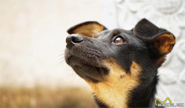 这才是中华田园犬！土狗有3种分类，你儿时记忆的是哪一种？