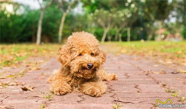 贵宾犬虽爱舔人，但舔这些地方，实际上是有事要告诉你！