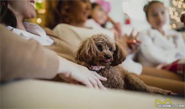 贵宾犬虽爱舔人，但舔这些地方，实际上是有事要告诉你！