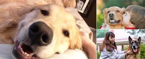 不养狗都不知道,其实养狗有11个好处,养过的人都清楚