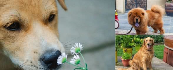 世界上最忠心的4种狗狗：金毛犬垫底，中华田园犬仅排第二！