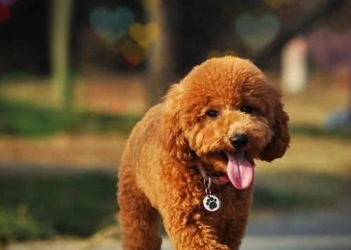 科普泰迪犬（贵宾犬Poodle）毛发护理常识