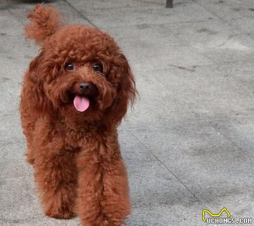 科普泰迪犬（贵宾犬Poodle）毛发护理常识